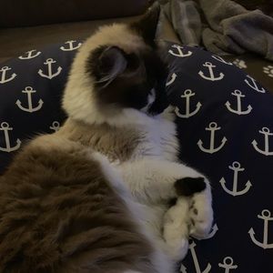 Meet your Posher, Dawn